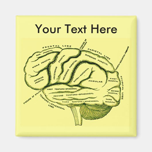 menschliches Gehirn Magnet (Vorne)