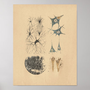 Menschliches Gehirn-Neuron-Anatomie-Vintager Druck Poster