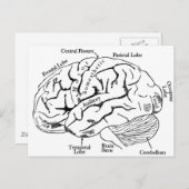 menschliches Gehirn Postkarte (Vorne/Hinten)