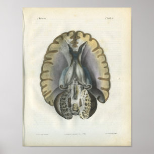 Menschliches Gehirn Vintage Anatomie Druck Poster