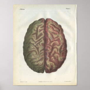 Menschliches Gehirn Vintage Anatomie Druck Poster