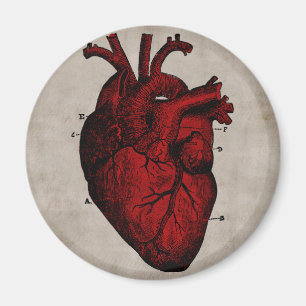 Menschliches Herz Magnet
