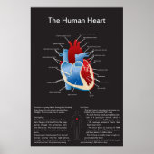 Menschliches Herz Poster (Vorne)