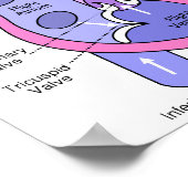 Menschliches Herz Poster (Ecke)