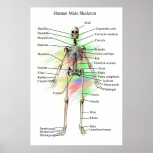 Menschliches männliches Skeleton Plakat