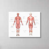 Menschliches Muskelsystem mit Leinwand (Vorderseite)