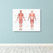 Menschliches Muskelsystem mit Leinwand (Insitu (Holzboden))