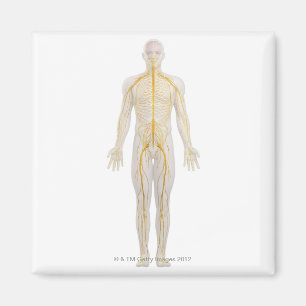 Menschliches Nervensystem 2 Magnet