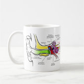 Menschliches Ohr-Diagramm mit dem Cochlear- Kaffeetasse (Links)