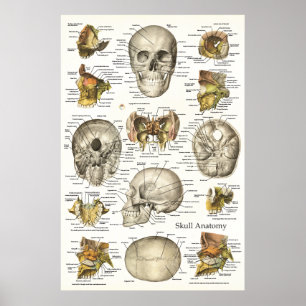 Menschliches Schädel-Anatomie-Diagramm 24 x 6 Poster