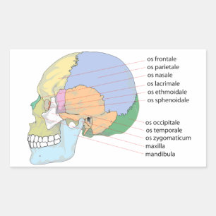 Menschliches Schädelknochen-Namensdiagramm Rechteckiger Aufkleber