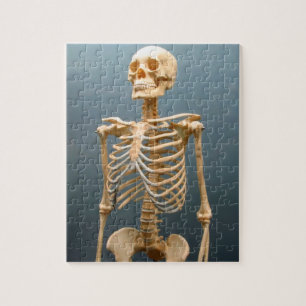 Menschliches Skeleton Puzzlespiel Puzzle