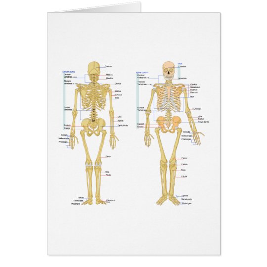 Menschliches Skelett Beschriftet Anatomiediagramm Zazzle De