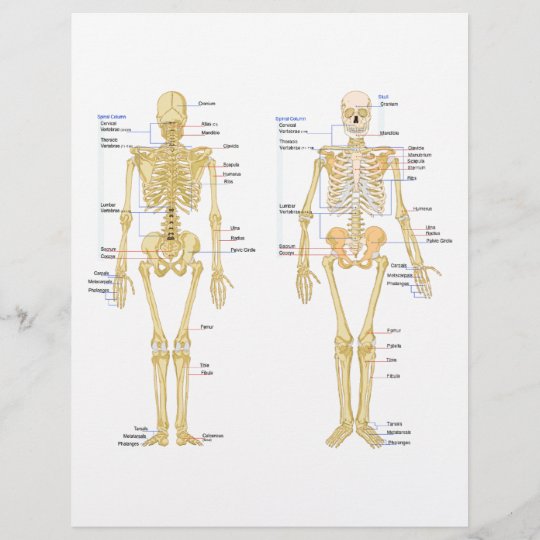 Menschliches Skelett Beschriftet Anatomiediagramm Zazzle De