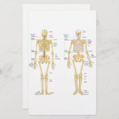 Menschliches Skelett beschriftet Anatomiediagramm Briefpapier (Vorne/Hinten)