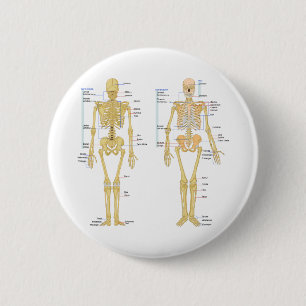 Menschliches Skelett beschriftet Anatomiediagramm Button