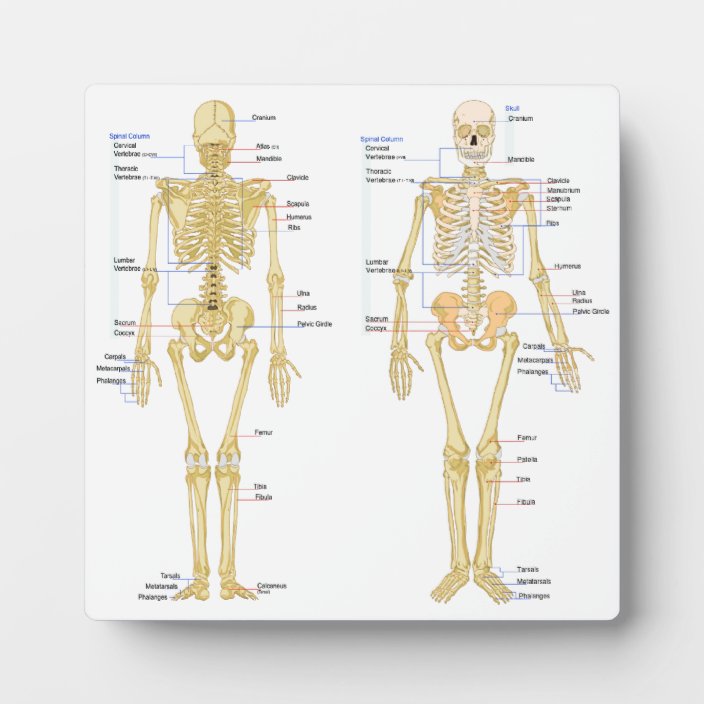 Menschliches Skelett Beschriftet Anatomiediagramm Fotoplatte Zazzle De