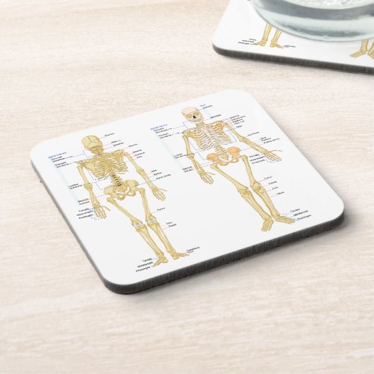 Menschliches Skelett beschriftet Anatomiediagramm Getränkeuntersetzer (Linke Seite)