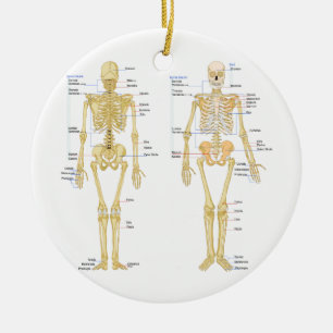 Menschliches Skelett beschriftet Anatomiediagramm Keramikornament