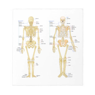 Menschliches Skelett beschriftet Anatomiediagramm Notizblock