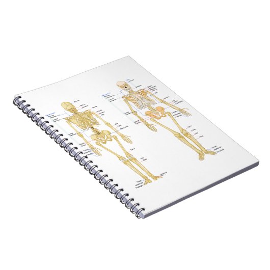Menschliches Skelett beschriftet Anatomiediagramm Notizblock (Rechte Seite)