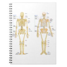 Menschliches Skelett beschriftet Anatomiediagramm