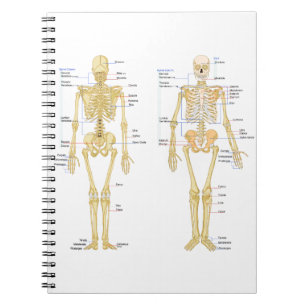 Menschliches Skelett beschriftet Anatomiediagramm Notizblock