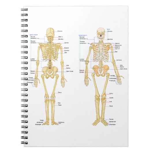 Menschliches Skelett beschriftet Anatomiediagramm Notizblock (Vorderseite)