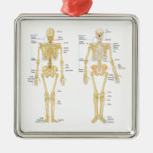 Menschliches Skelett beschriftet Anatomiediagramm Ornament Aus Metall (Vorne)