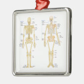Menschliches Skelett beschriftet Anatomiediagramm Ornament Aus Metall (Links)