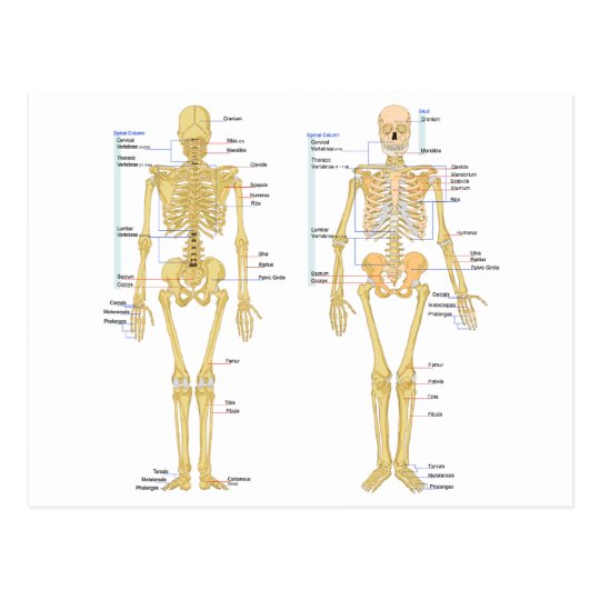 Menschliches Skelett Beschriftet Anatomiediagramm Postkarte Zazzle De