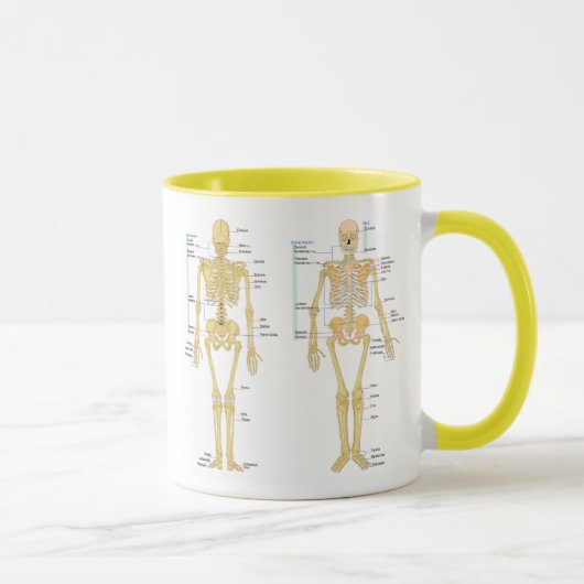 Menschliches Skelett beschriftet Anatomiediagramm Tasse (Rechts)