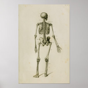 Menschliches Skelett Rückansicht Vintage Anatomie Poster