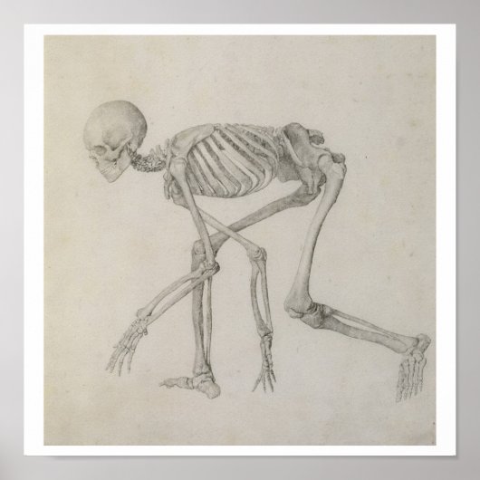 menschliches Skelett: seitliche Sicht in kruschend Poster (Vorne)