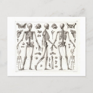 Menschliches Skelett Vintage-Postkarte Postkarte