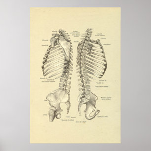 Menschliches skelettartiges QuerSsection des Poster