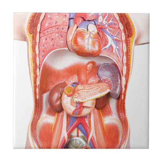 Menschliches Torsokörpermodell mit Organen Fliese (Vorderseite)
