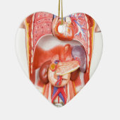 Menschliches Torsokörpermodell mit Organen Keramik Ornament (Rechts)