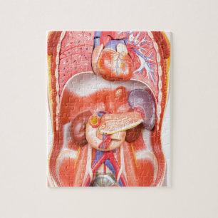 Menschliches Torsokörpermodell mit Organen Puzzle