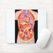 Menschliches Torsomodell mit inneren Organen auf Mousepad (Mit Mouse)