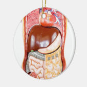 Menschliches Torsoplastikmodell mit Organen auf Keramikornament (Links)