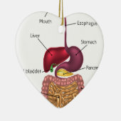 Menschliches Verdauungstrakt-System Keramik Ornament (Rechts)