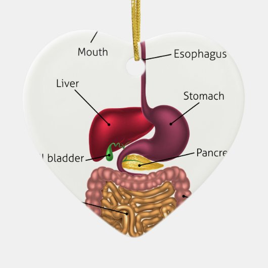 Menschliches Verdauungstrakt-System Keramik Ornament (Vorne)
