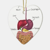 Menschliches Verdauungstrakt-System Keramik Ornament (Links)