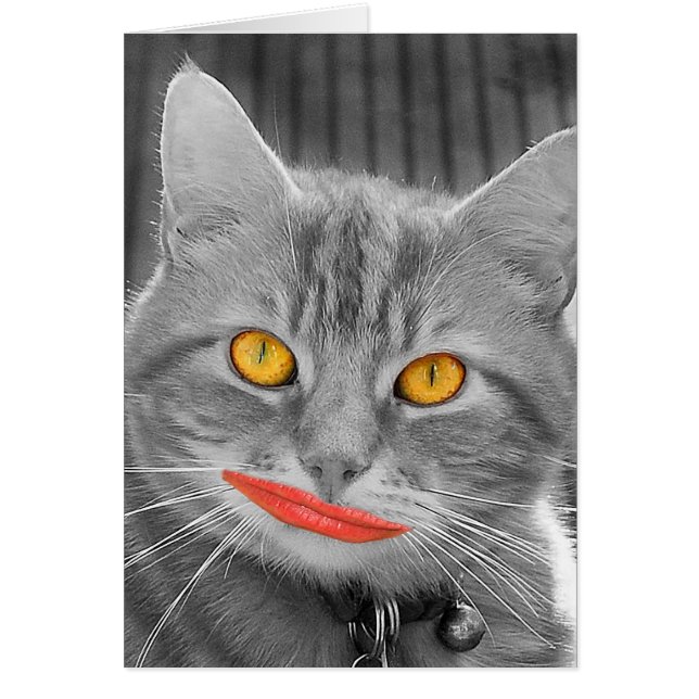 Meow (Vorne)