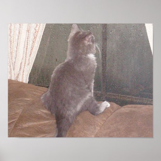 Meow Cats 11 Poster (Vorne)