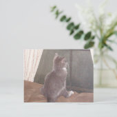 Meow Cats 11 Postkarte (Stehend Vorderseite)