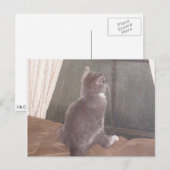 Meow Cats 11 Postkarte (Vorne/Hinten)