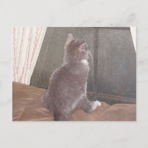 Meow Cats 11 Postkarte