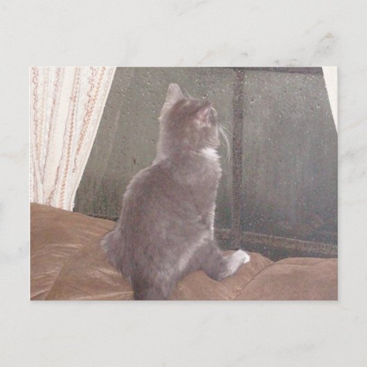 Meow Cats 11 Postkarte (Vorderseite)